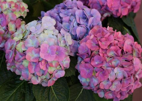 How to Change Hydrangea Flower Color | HGTV