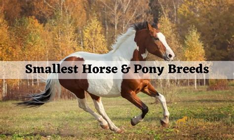 Smallest Horse & Pony Breeds | Horse Saddle Shop