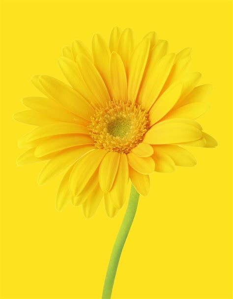 Receding this shows how the yellow flower bends into the similar colour background | Yellow ...