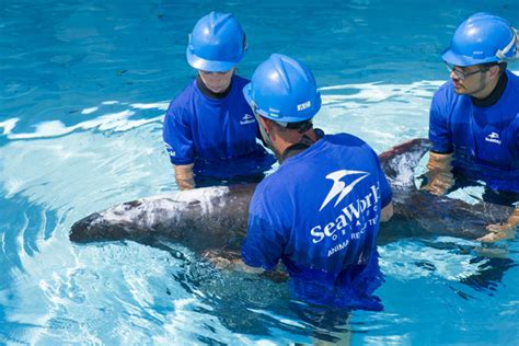 SeaWorld Orlando Treating Rare Beached Pygmy Killer Whale ...