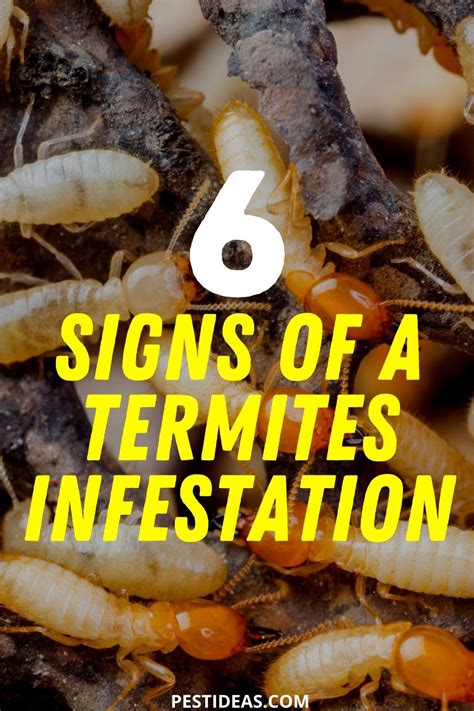 Pin on Pests Around the Home