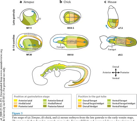 Figure 1 from Vertebrate endoderm development and organ formation ...