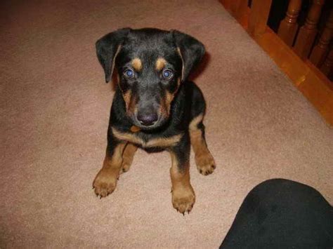 Doberman German Shepherd Puppies