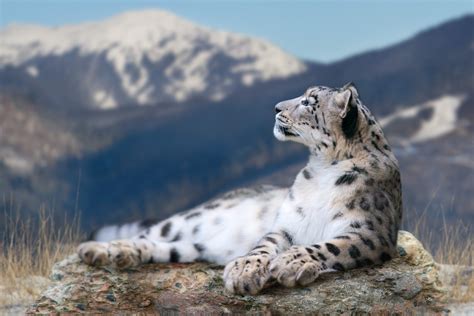 Tracking Snow Leopards in the Himalayas - The Legacy Untold