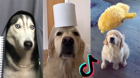 Funny Dogs of TikTok ~ Doggos Doing Funny Things TIK TOK ~ 2020 - Dogs ...