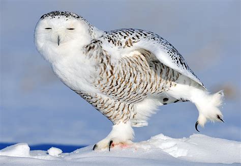 snowy owl facts : Biological Science Picture Directory – Pulpbits.net