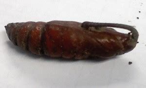 Sphinx Moth Pupa - What's That Bug?