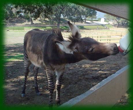 www.windyhillranch.com, exotics, minis, minature ponies, camels, pigs ...