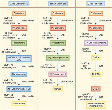 Adrenal Gland Hormone Pathway