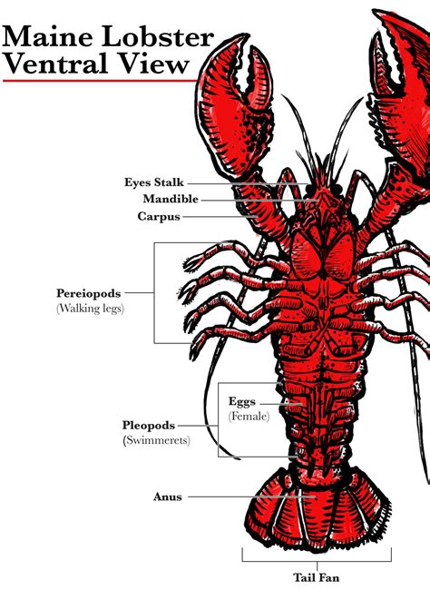 Lobster Anatomy: Understanding The Basics Of Lobster Lingo