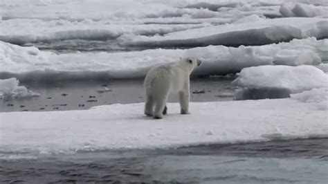 Polar Bear seen on Greenland expedition with North Sailing - YouTube