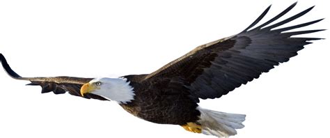 Free Eagle Transparent Png, Download Free Eagle Transparent Png png ...