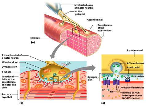 What are the components of the neuromuscular junction - Google Search ...