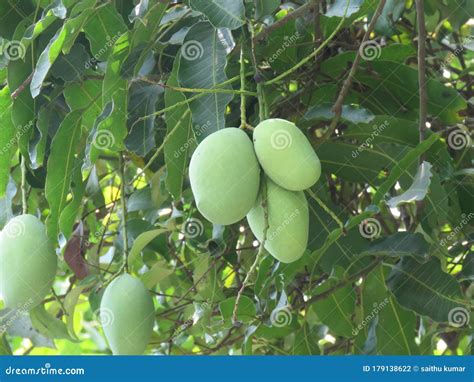 Mango stock photo. Image of nature, beayty, beauty, kerala - 179138622