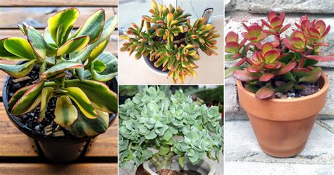 16 Types of Jade Plant | Best Jade Plant Varieties • India Gardening