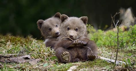 What’s a Baby Bear Called + 5 More Amazing Facts! - A-Z Animals