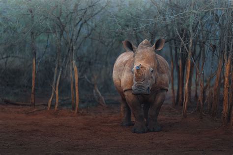 South Africa Wildlife Photography & Conservation Workshop