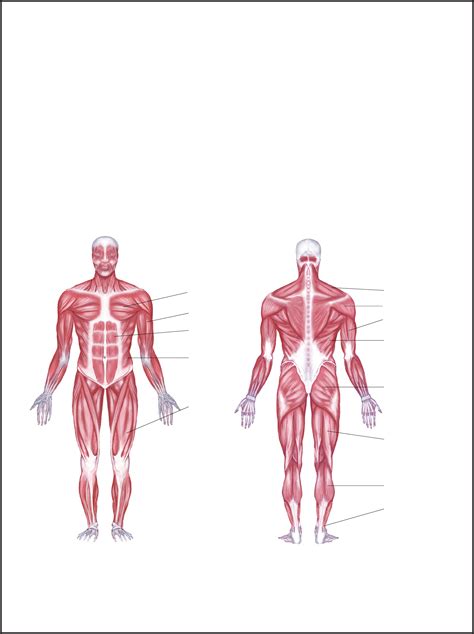 Full Body Muscle Diagram Labeled