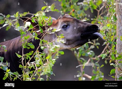 Okapi, adult feeding portrait, Africa / (Okapia johnstoni Stock Photo - Alamy