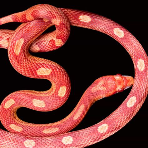 Spot 20 incredible red snakes (7 of which are venomous!) – 10 Hunting