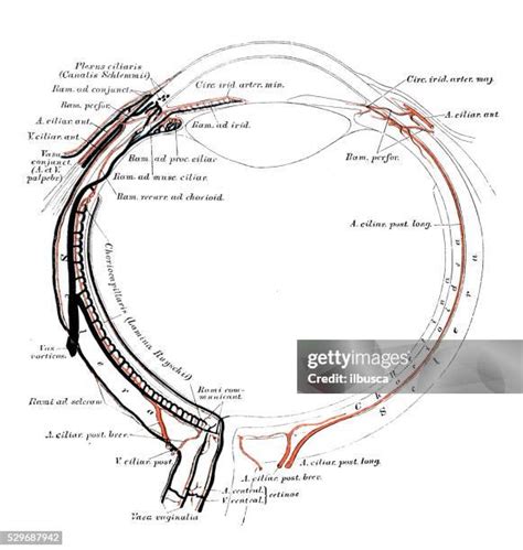 111 Eyelid Muscle Stock Photos, High-Res Pictures, and Images - Getty ...