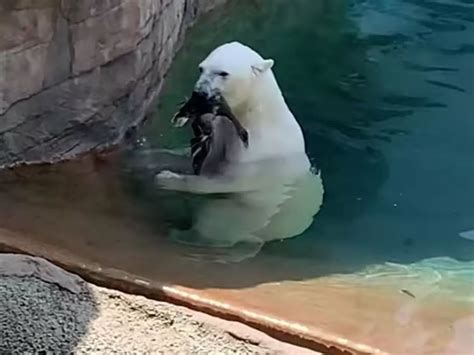 Polar Bear Attack Zoo