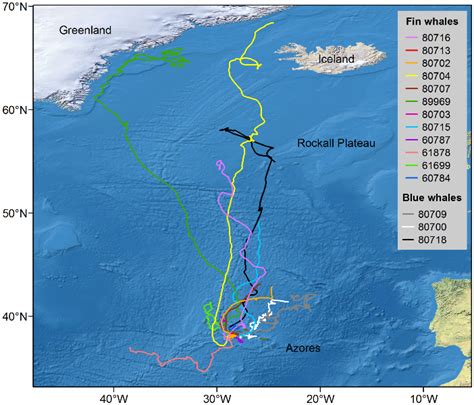 Whale Migration Routes