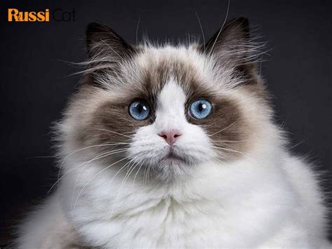 Mèo Ragdoll giá bao nhiêu và mua mèo Ragdoll ở đâu? - Mèo nhập khẩu