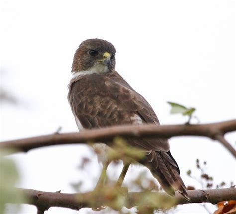 Hawaiian Hawk – birdfinding.info