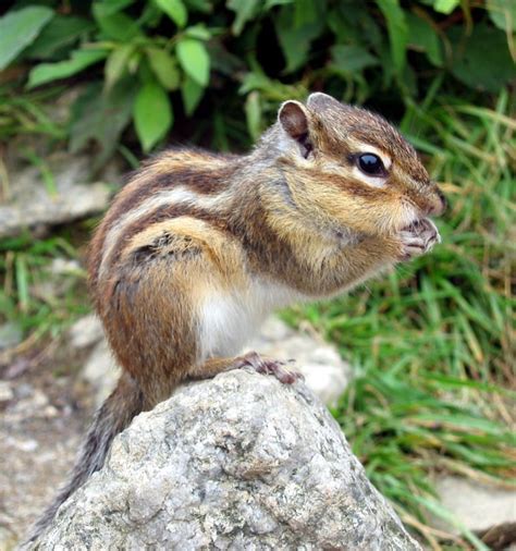 Siberian Chipmunk: Not A Squirrel But Still Part Of The Family – Animal Encyclopedia