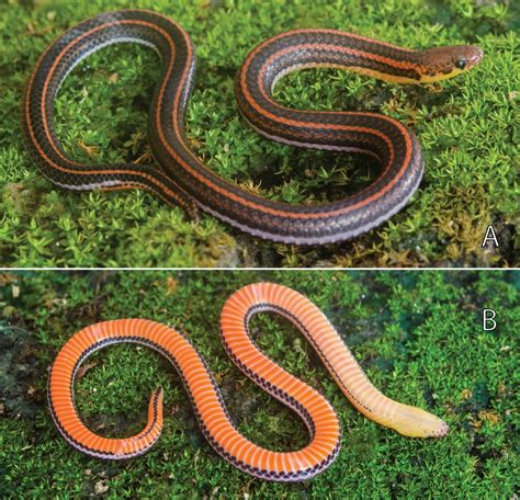 Species New to Science: [Herpetology • 2018] Calamaria albiventer (Gray ...