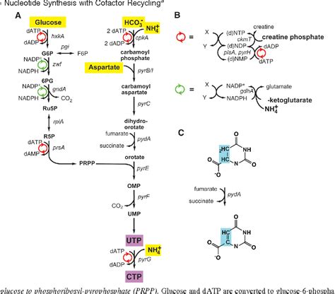 Figure 8 from Enzymatic de novo pyrimidine nucleotide synthesis ...