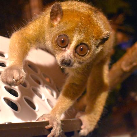 Pygmy Slow Loris | Akron Zoo