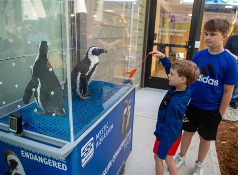 PHOTOS: Mystic Aquarium Penguins visit The Mayer Center