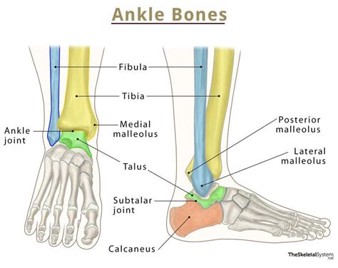 Ankle Bones - Names and Anatomy With Labeled Diagrams