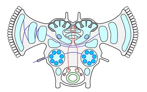 The Insect Nervous System