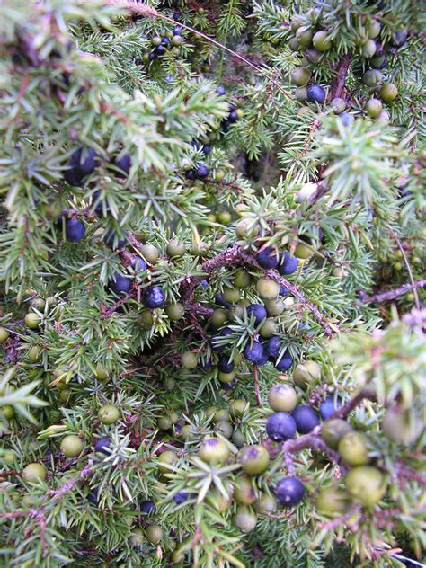 Temperate Climate Permaculture: Permaculture Plants: Juniper