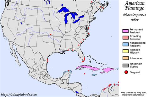 American Flamingo - Species Range Map