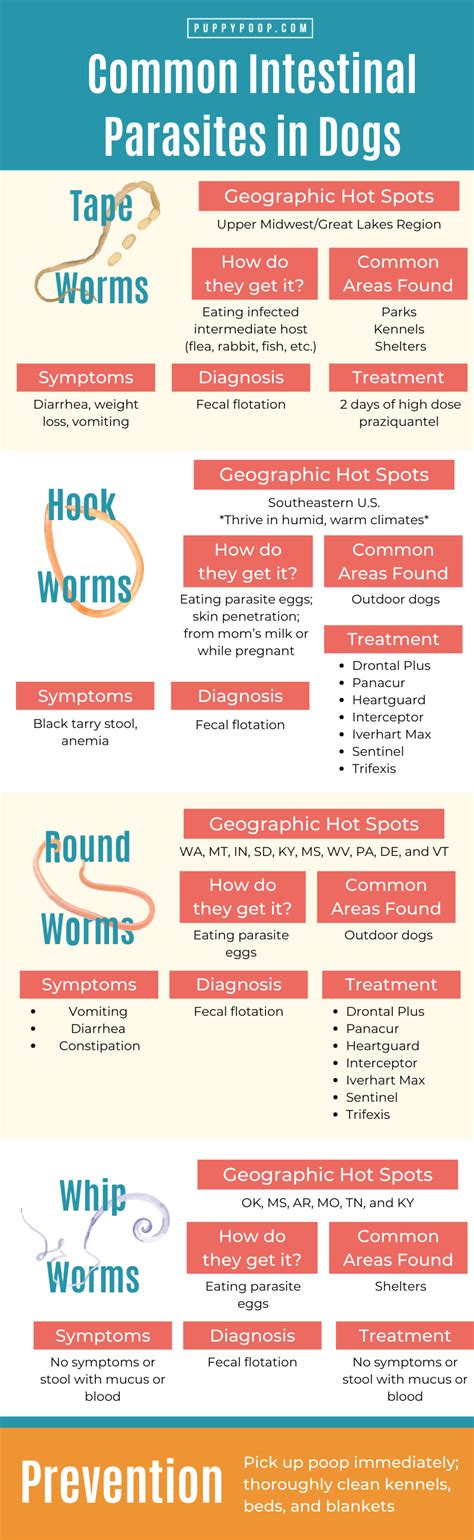 Finding Worms in Dog Poop? Check Out Our Guide to Dog Parasites