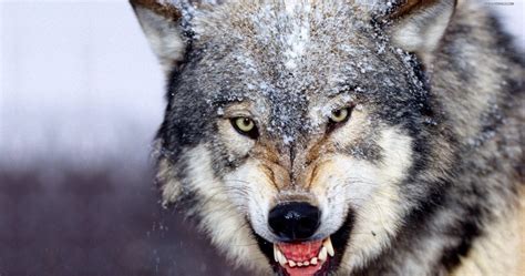 Angry Wolf Wallpapers HD - Wallpaper Cave