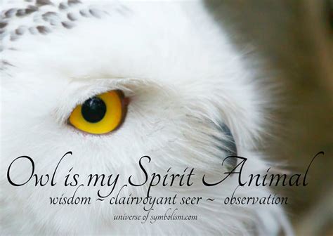 Symbolic Owl Meaning | Spirit, Totem & Power Animal Messengers