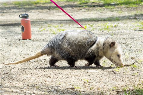 Virginia Opossum - Potawatomi Zoo