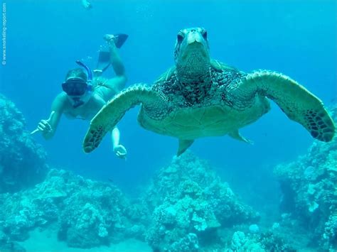 Snorkeling with sea turtles in Turtle Town, Maui | Snorkeling in Hawaii