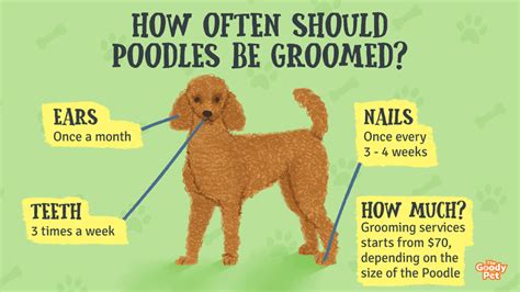 Poodle Grooming - A Complete Guide To Properly Groom Poodles - The Goody Pet