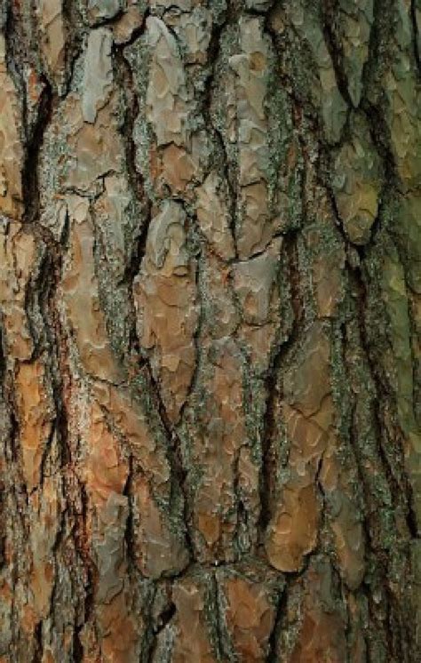 17 Best images about Tree Bark on Pinterest | Trees, Palm trees and Stitches