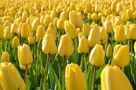 Free photo: Yellow Tulip - Bloom, Blossom, Dew - Free Download - Jooinn