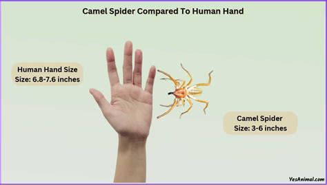 Camel Spider Size Explained & Compared With Other Spiders