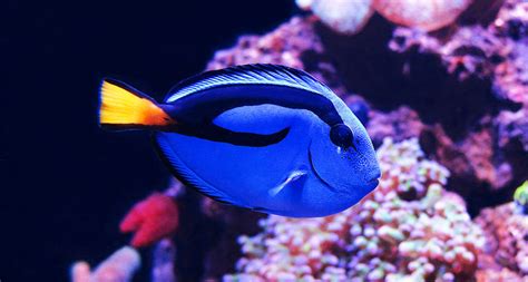 Catching ‘Dory’ fish can poison entire coral reef ecosystems