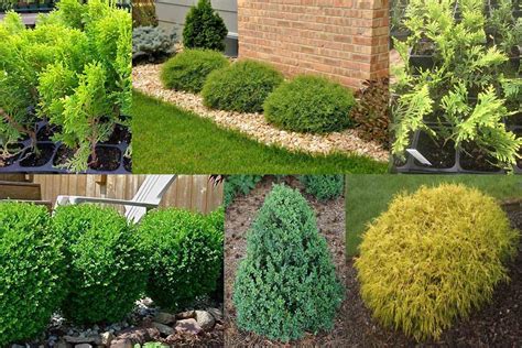 Dwarf Evergreen Shrubs