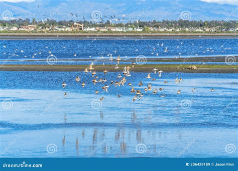 Flock of Birds in the Wildlife Wetlands Habitat of Bolsa Chica Nature ...